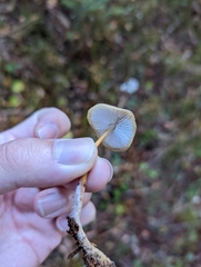 Strobilurus trullisatus