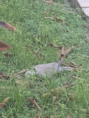 Streptopelia decaocto