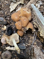 Psathyrella piluliformis