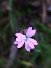 Petrorhagia nanteuilii