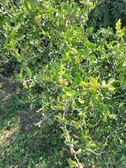 Celtis pallida
