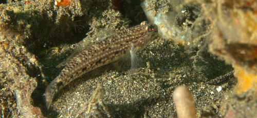 Black-spotted goby (Istigobius nigroocellatus) — Gobiidae