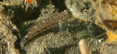 Istigobius nigroocellatus