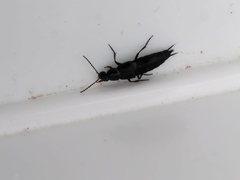 Staphylinini