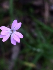 Petrorhagia nanteuilii