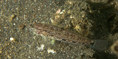 Istigobius nigroocellatus