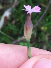 Petrorhagia nanteuilii