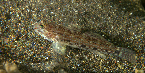 Black-spotted goby (Istigobius nigroocellatus) — Gobiidae — 5