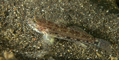 Istigobius nigroocellatus
