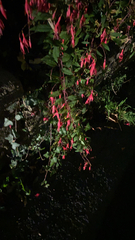 Fuchsia magellanica