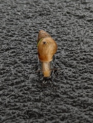 Bulimulus bonariensis