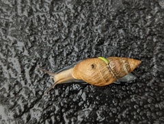 Bulimulus bonariensis