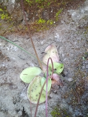Pinguicula moranensis