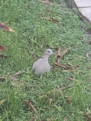 Streptopelia decaocto