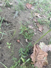 Cyperus subsquarrosus