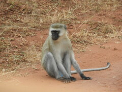 Chlorocebus pygerythrus