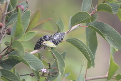 Lampetis dilaticollis