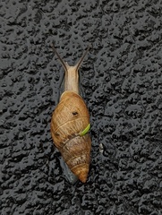 Bulimulus bonariensis
