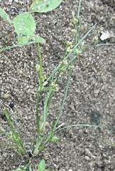 Cyperus subsquarrosus