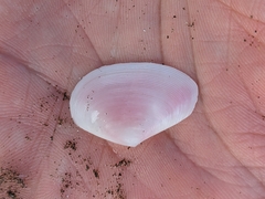 Tellinidae