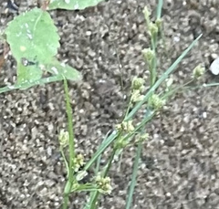 Cyperus subsquarrosus