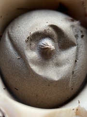 Geastrum elegans