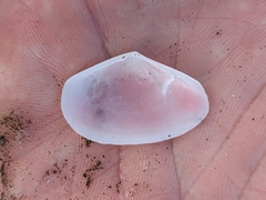 Tellinidae