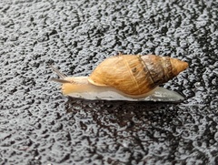 Bulimulus bonariensis