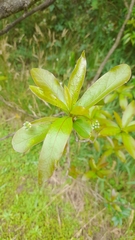 Terminalia australis