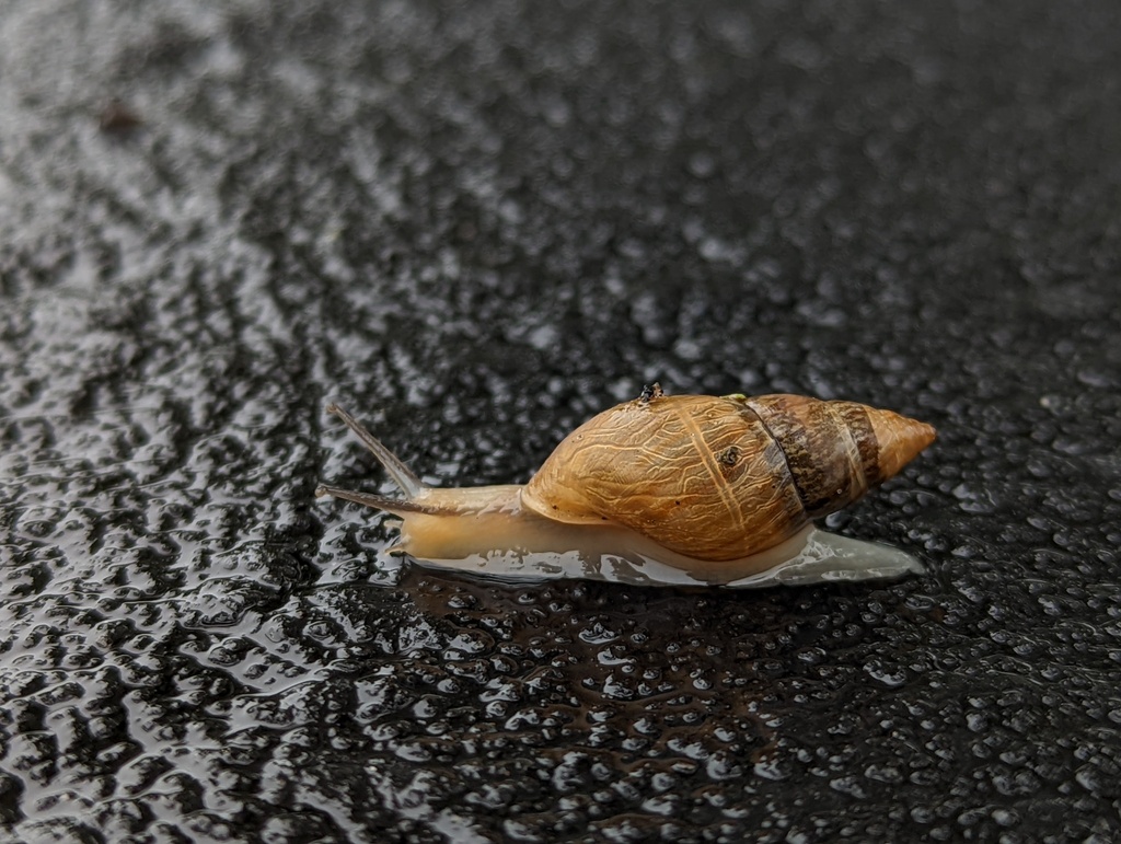 Ghost Bulimulus