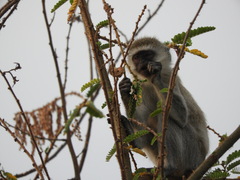 Chlorocebus pygerythrus