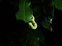 Lambdina fiscellaria