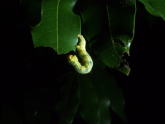 Lambdina fiscellaria