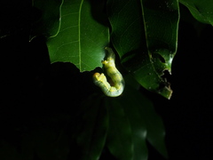 Lambdina fiscellaria