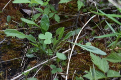 Packera streptanthifolia