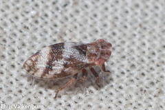 Ulopinae
