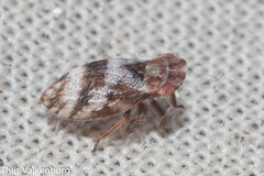 Ulopinae