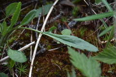 Packera streptanthifolia