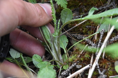 Packera streptanthifolia