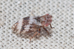 Ulopinae