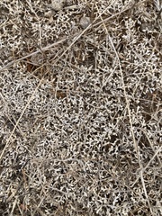 Selaginella cinerascens