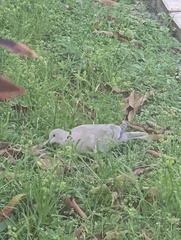 Streptopelia decaocto