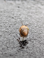 Bulimulus bonariensis