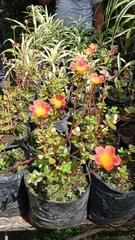 Portulaca umbraticola