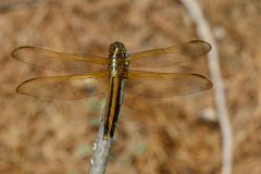 Libellula needhami