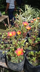 Portulaca umbraticola