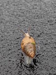 Bulimulus bonariensis