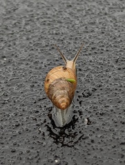 Bulimulus bonariensis