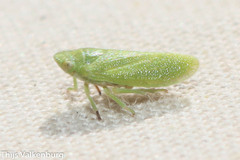Tettigometra