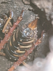 Hemideina crassidens